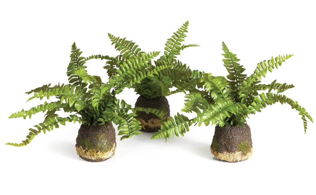 Boston Fern Drop-In