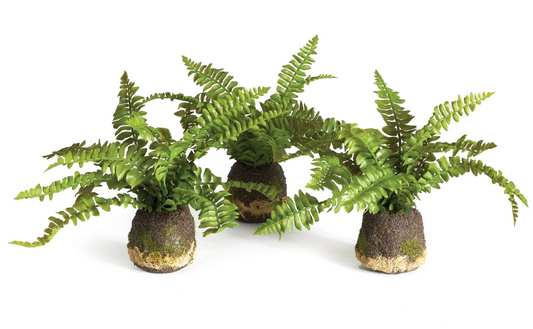 Boston Fern Drop-In