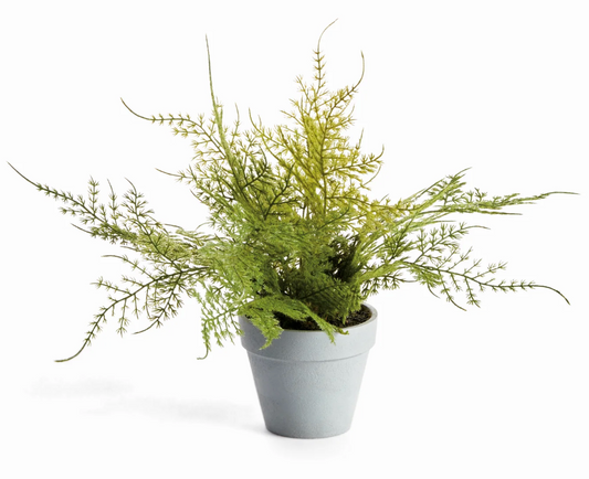 Mini Plumosa Fern Potted Drop-In 11"