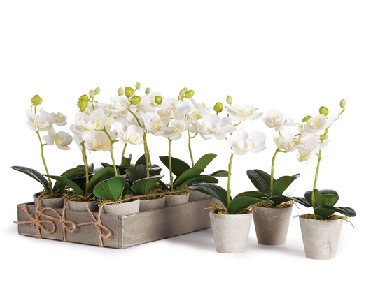Mini Phalaenopsis 9" Potted