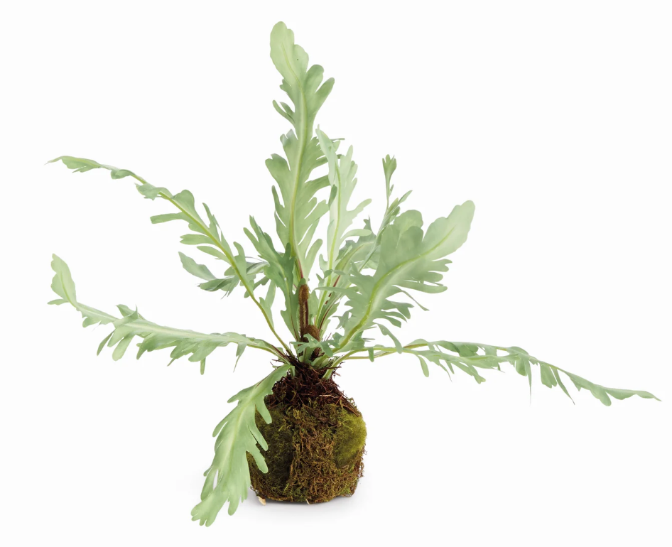 Birds Nest Fern Drop-In 9"