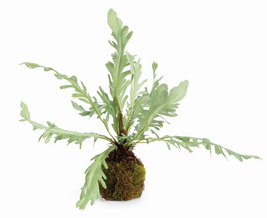 Birds Nest Fern Drop-In 9"