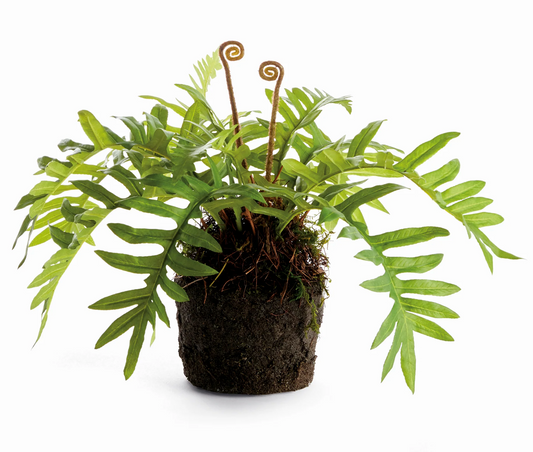 Hare's Foot Fern Drop-In 12"