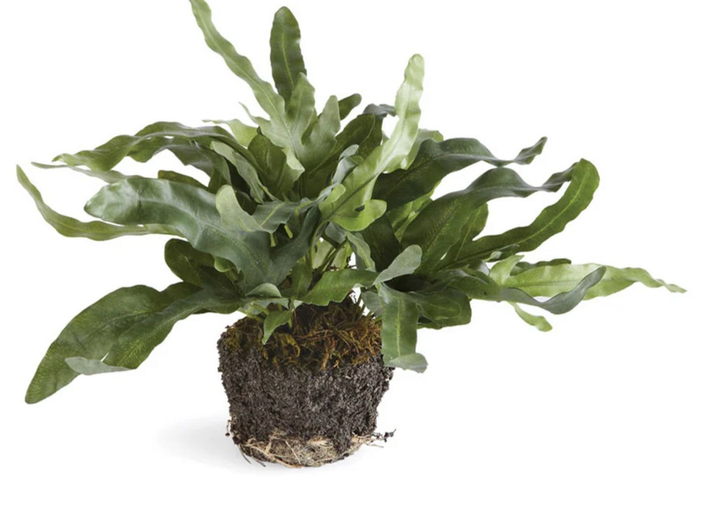 Echeveria Fern Drop-In 11.5"