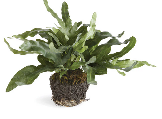 Echeveria Fern Drop-In 11.5"