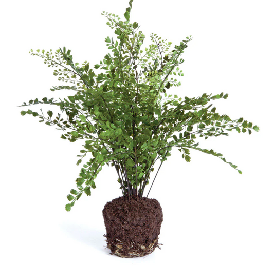 Maidenhair Drop-In 18"