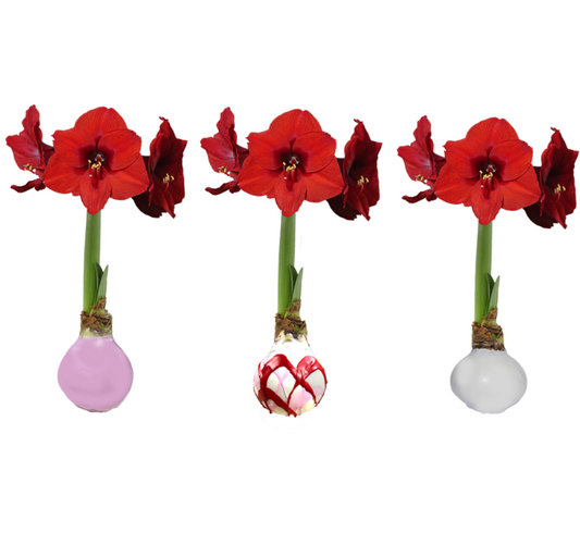 Valentine Amaryllis Bulb