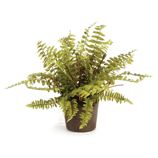 Boston Fern