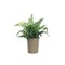 Faux Fern in Paper Pot