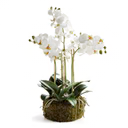 Phalaenopsis Orchid Bowl Drop-in 20"