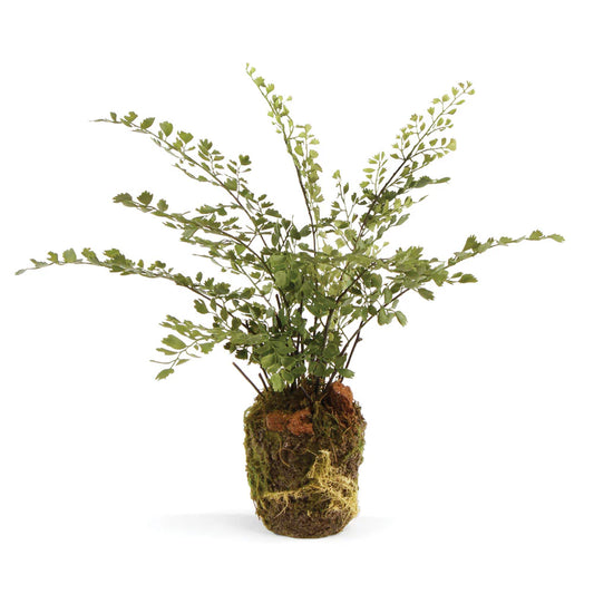 Maidenhair